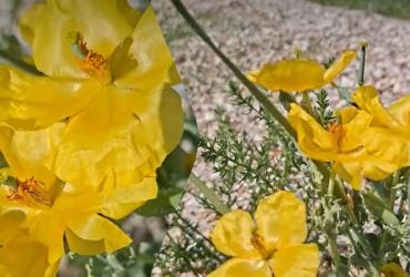 У заповіднику на Одещині зацвіла червонокнижна чудо-квітка (відео)