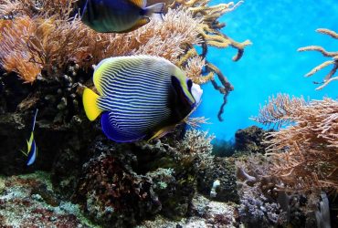 Большой Барьерный риф теряет кораллы: такого не было десятки лет