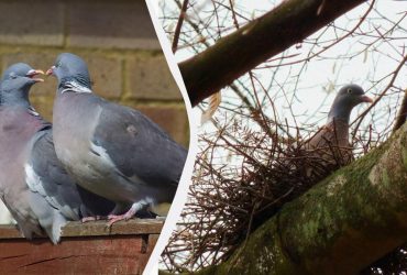 Нет причины улетать: орнитолог рассказал о диких голубях, которые поселились в городах