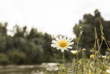 Наприкінці тижня Україну розігріє до +32° (карта)
