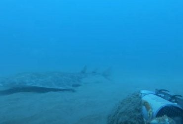 Самый редкий вид акул замечен возле берегов Великобритании