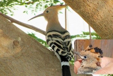 В Одесской области заметили невероятного птенца, который в древности считался священным