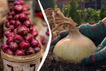 Українка показала, як вона викопує і зберігає цибулю, щоб вона лежала до весни (відео)