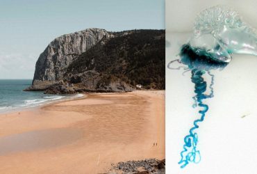 В Іспанії закрили деякі пляжі через морських істот, які вжалили понад 30 осіб