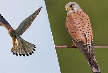 Птах-символ України переселяється в міста: орнітолог пояснив, у чому причина