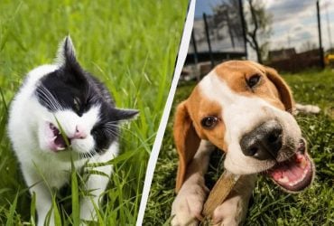 Навіщо кішки і собаки їдять траву і в якому випадку потрібно бігти до ветеринара: одна вірна ознака
