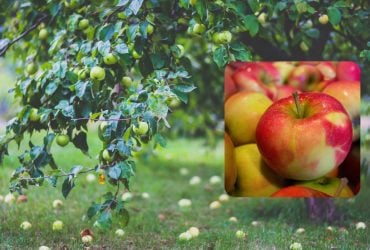 Куда девать падалицу яблок и можно ли бросать в компост: советы для дачников