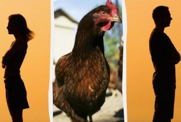 В Китае супруги через суд поделили курицу при разводе