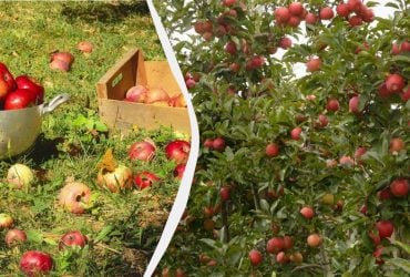 Как бороться с яблокопадом: что делать, если с дерева падают зеленые плоды