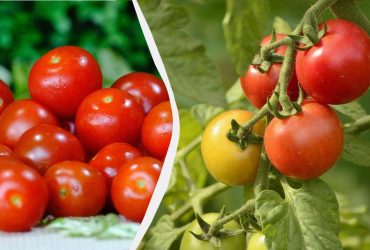 Моя мама вирощує томати понад 30 років, і вони ніколи не тріскаються: що вона робить