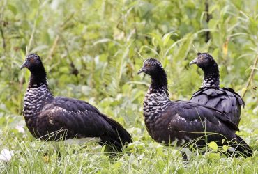 Рог на голове и заточки на крыльях: что известно об одной из самых необычных птиц в мире