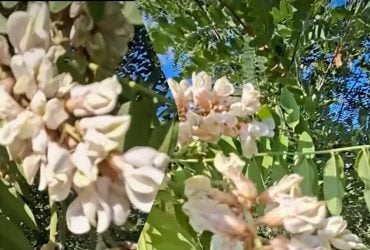 На Одещині через аномальну спеку знову зацвіла акація (відео)