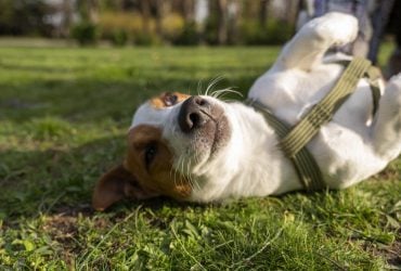 Які собаки є рідкісними та водночас найкрасивішими: експерти назвали топ-5 порід