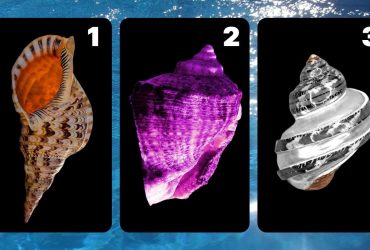 Яку мушлю обирають тривожні люди: дивовижний тест на рівень стресу