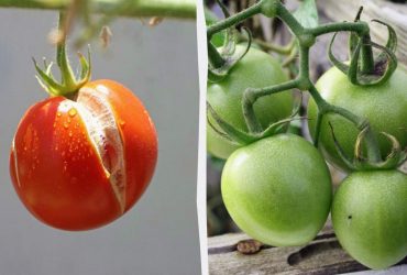 Такі помідори консервувати не можна: підривають банки і спричиняють отруєння