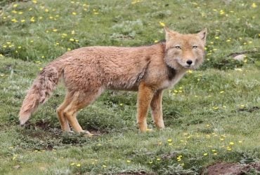 Зверь с человеческим взглядом: что известно о самой необычной лисице в мире