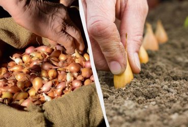 Садити озиму цибулю потрібно тільки в цей період: золоті дати 2025 року