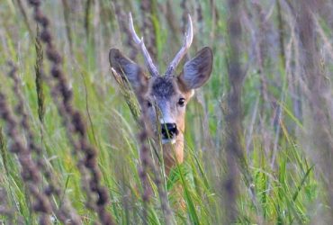 У Чорнобильському заповіднику помітили справжнього аса маскування (фото)