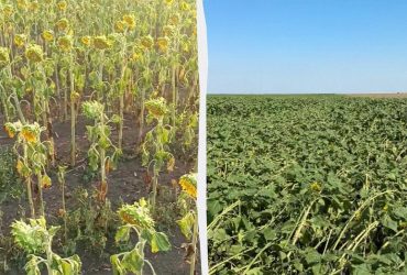 В Україні згорів соняшник: експерти оцінили масштаби втрат