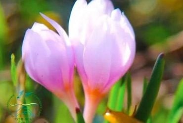 На Одещині екологи намагаються вберегти загадкову квітку, що зникає