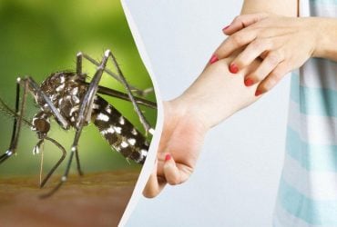 В Украине появился опасный комар: энтомолог рассказал, какие болезни он переносит