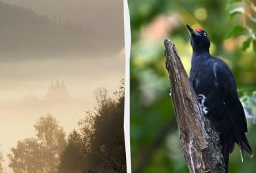 Який птах в Україні має найдовший язик та як ним користується: орнітологи розповіли цікаве