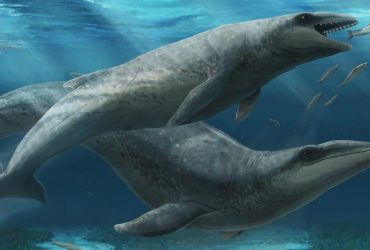 Милий, але небезпечний: учені відкрили морського монстра віком 25 мільйонів років