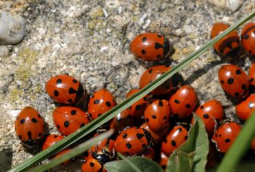 Выращивали и сбрасывали с самолетов: эколог рассказал о нашествии еще одних насекомых в Украине