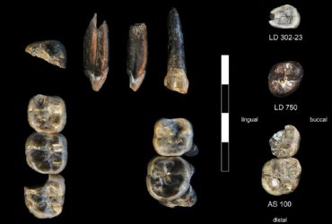 В Эфиопи обнаружен совершенно новый вид предка человека