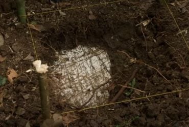 Лист, якому понад 300 років, привів дослідників до загубленого стародавнього міста майя