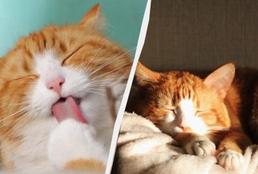 У якому разі не можна дозволяти кішці спати з вами: одиниці господарів знають про це