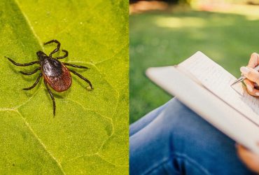 Отдыхайте безопасно: названы 5 мест во дворе, которые могут привлекать клещей