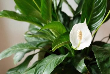 Спатифиллум чернеет: как спасти женское счастье от гнили