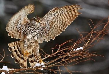 В українські міста почали залітати хижі птахи: орнітолог назвав причину