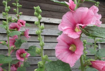 Садоводы рассказали, что делать, чтобы мальвы пышно цвели летом