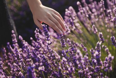 Как сделать лаванду больше и пышнее: эксперты рассказали о методе на две минуты