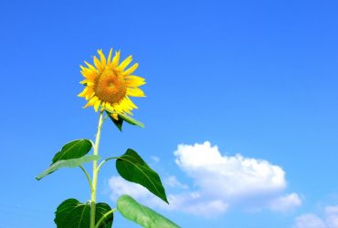 Синоптик назвала регионы Украины, где в четверг будет жарко, а где - свежее