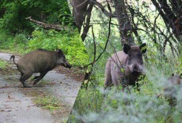 У Чорнобилі помітили дитинчат диких кабанів: науковці пояснили, чому це важливо (фото)