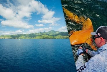 В Карибском море заметили чрезвычайно редкую ярко-оранжевую акулу (фото)