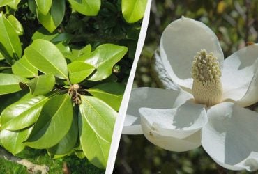 Сейчас лучшее время: инструкция, как посадить магнолию из веточки