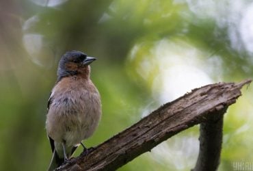 Есть ли у птиц зубы и жуют ли они пищу: орнитолог дала ответ