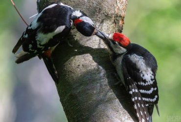 На Київ чекає ще кілька днів стабільного тепла: прогноз на 3 вересня