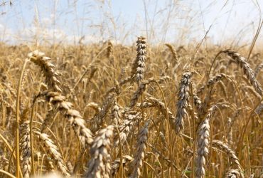 NASA, Google и Microsoft будут бороться с голодом в мире: ключом стала Украина