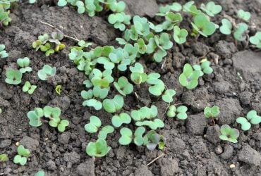 Сидерати замість хімії: що посіяти на городі восени, щоб забути про бур'яни навесні