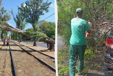 Падают деревья, транспорт меняет маршруты: Одессу накрыл штормовой ветер