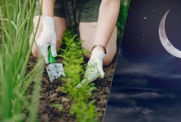 Врожай буде всім на заздрість: ось що обов'язково треба зробити на городі в молодик