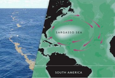 Перші наслідки змін клімату помічають в унікальному Саргасовому морі