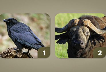 Какое животные выбирают мстительные люди: они никогда не прощают обиды