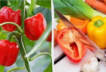 Перців стало втричі більше, а сусіди заздрять: роблю дві процедури до кінця літа