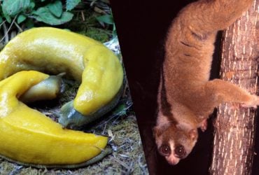 Не лінивці та черепахи: які тварини найповільніші у світі